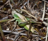Metrioptera oblongicollis - θηλυκό