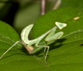 Mantis religiosa - νύμφη