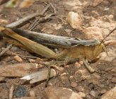 Chorthippus bornhalmi