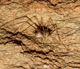 Dolichopoda kofinasi