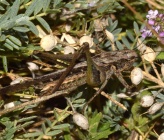 Platycleis albopunctata