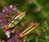 Poecilimon macedonicus