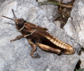 Nocaracris bulgaricus