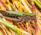 Omocestus rufipes - θηλυκό