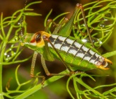 Poecilimon gerlindae - αρσενικό