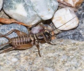 Melanogryllus desertus - νύμφη