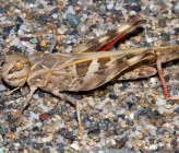 Oedaleus decorus