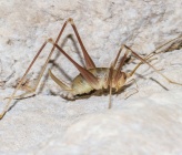 Dolichopoda balrogi - θηλυκό