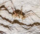 Dolichopoda balrogi - αρσενικό