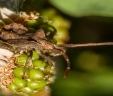 Coreus marginatus