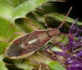 Maccevethus corsicus
