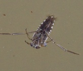 Notonecta meridionalis