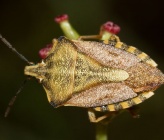 Carpocoris purpureipennis