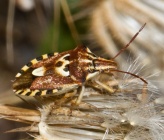 Codophila varia