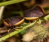 Ventocoris rusticus