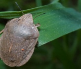 Eurygaster austriaca