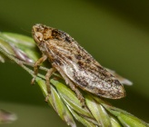 Philaenus spumarius f marginella