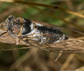 Lyristes plebejus