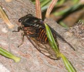 Cicadetta dirfica