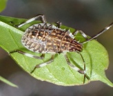 Halyomorpha halys