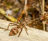 Camptopus lateralis - νύμφη