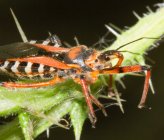 Rhynocoris iracundus