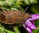 Apodiphus amygdali