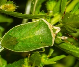 Nezara viridula var\. torquata