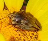 Odontotarsus purpureolineatus