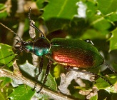 Calosoma sycophanta