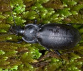 Carabus banoni