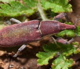 Lixus vilis