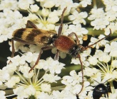 Chlorophorus trifasciatus