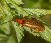 Rhagonycha nigritarsis