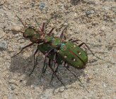 Cicindela campestris subsp suffriani