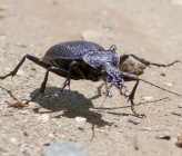 Carabus violaceus