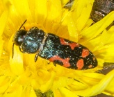 Acmaeodera ottomana