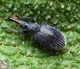 Phrissotrichum tubiferum