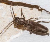 Cephalocrius syriacus