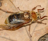 Melolontha melolontha