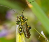Oedemera nobilis