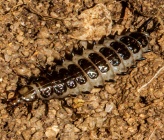 Licinus cassideus - νύμφη