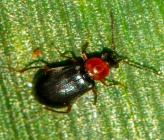 Hypebaeus flavicollis