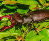 Lucanus cervus - αρσενικό