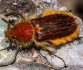 Pygopleurus chrysonotus