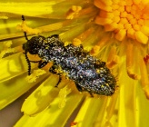 Dasytidae sp\. Samos