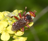 Myopa dorsalis