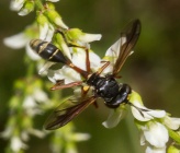 Physocephala rufipes