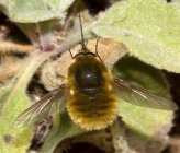Bombylius minor