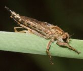 Asilidae sp\. Evia